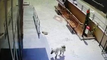 Aile hekimliğine sığınan köpek kurtarılamadı