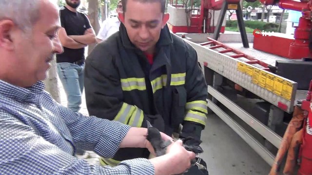 Yavrusu yuvadan düşen karga ortalığı inletti