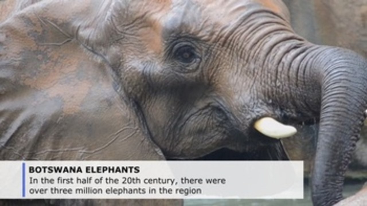 Botswana Lifts Elephant Hunting Ban Vídeo Dailymotion