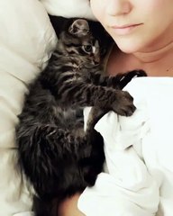 Ce chat installé à coté de sa maîtresse lui fait des bisous. Magnifique !