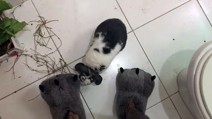 Lorsqu'un petit lapin qui aime jouer les pantoufles de sa maîtresse, voici ce que ça donne !