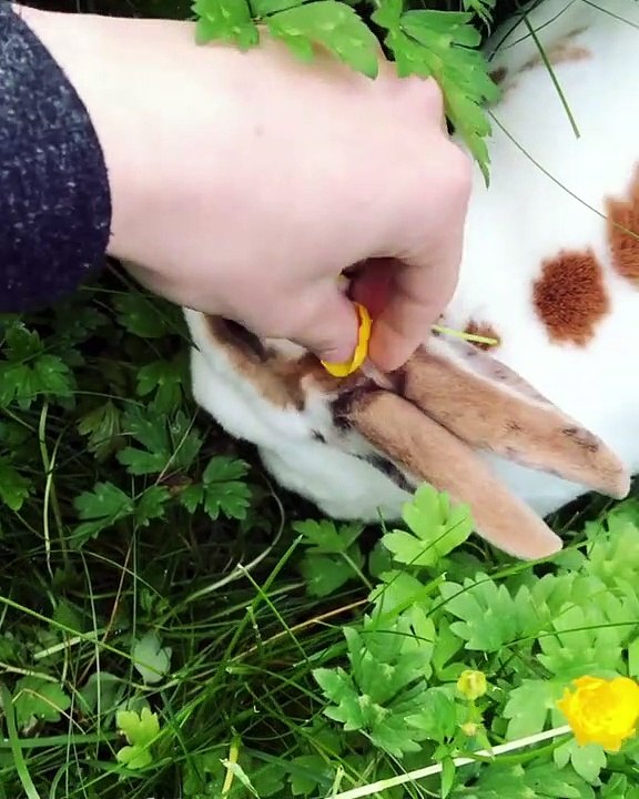 Cette lapine est splendide. Admirez sa beauté !