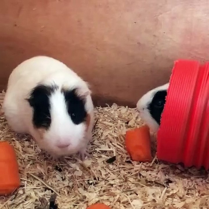 Quand deux cochons d'Indes identiques partagent une meme carotte. Trop mimi !