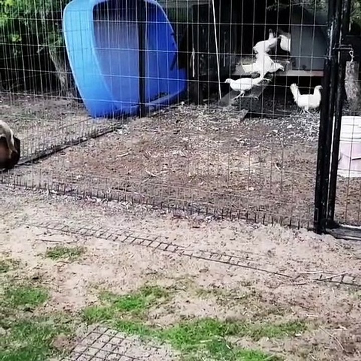 Ce chien veut à tout prix jouer avec une oie. Regardez comment il l'invite !