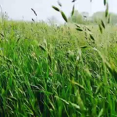 Vous serez agréablement surpris en voyant ce que va faire ce magnifique chien dans cette vidéo. Époustouflant !
