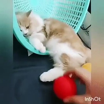 Hilarant ! Regardez ce chat qui boude !