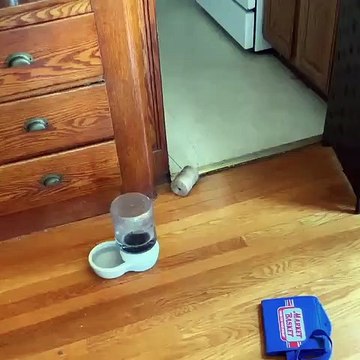 Voici pourquoi il ne faut jamais laissez un rouleau de ficelle sans surveillance avec son chat dans les parages !