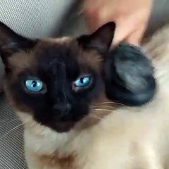Ce merveilleux chat aux yeux bleus aime se faire brosser la fourrure. Regardez sa réaction !
