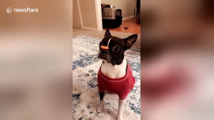 Blink and you'll miss it! Frenchie pup in Oklahoma does super fast treat flip