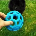 La réaction de ce chien quand il rate la balle qu'on lui a lancé est hilarante !