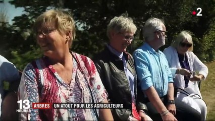 Agriculture : profiter des arbres pour améliorer les cultures