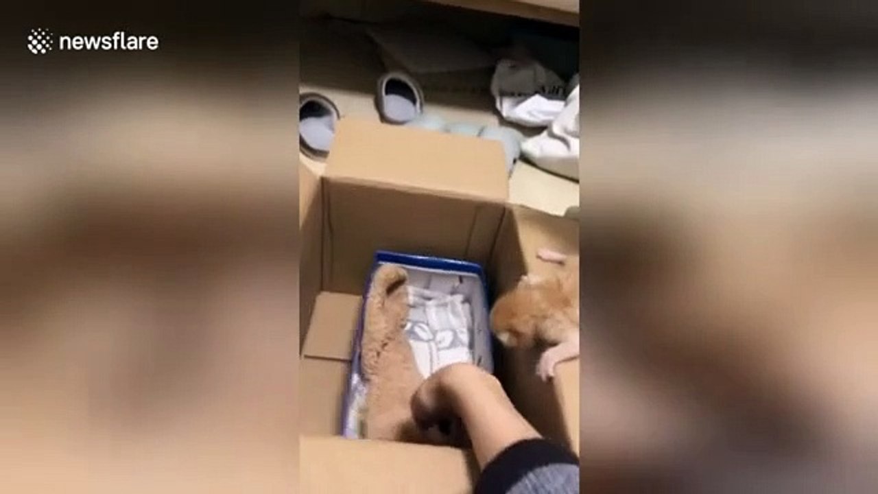 Une chatte apprend à son chaton à entrer dans un carton