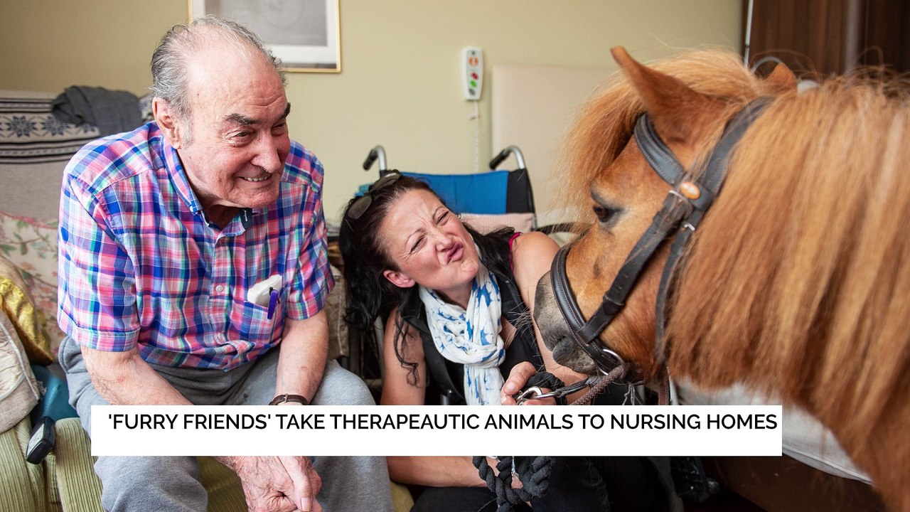 Miniature Ponies & A Hedgehog At The Magdalen Park Nursing Home!