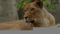 Internacional | Está leona mató al padre de sus cachorros en Estados Unidos