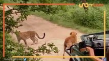 Entretenimiento | Así ahuyentó este perro callejero a un leopardo