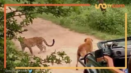 Entretenimiento | Así ahuyentó este perro callejero a un leopardo