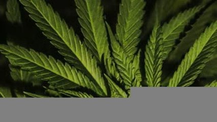 Internacional | Doctores ya podrán recetar productos de marihuana en Inglaterra