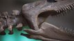 Tecnología y Ciencia | Presentan en Argentina dinosaurio de hace 65 millones de años