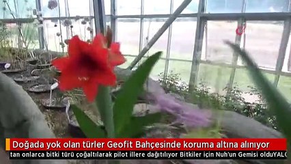 Doğada yok olan türler Geofit Bahçesinde koruma altına alınıyor