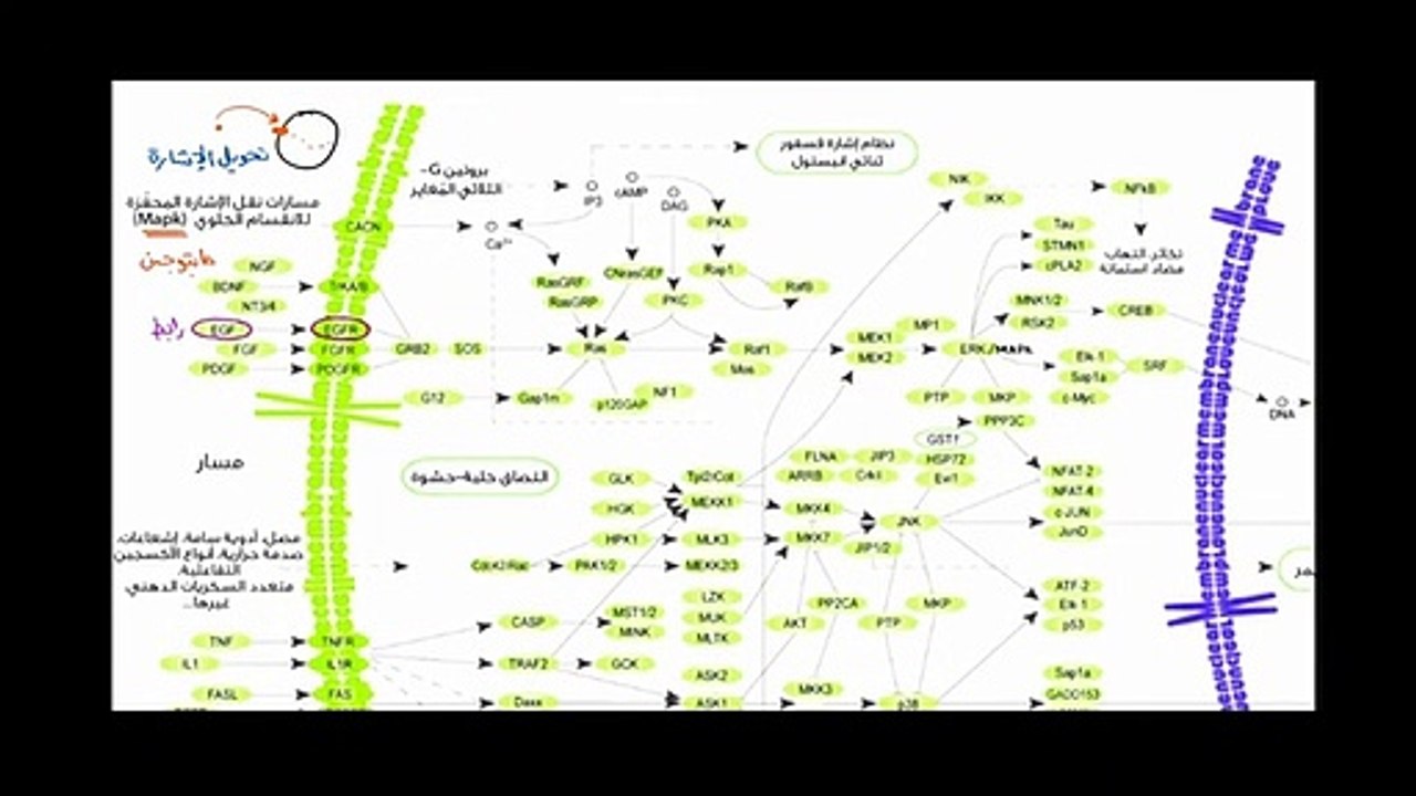 التواصل بين الخلايا (مثال على مسار تحويل الإشارة)