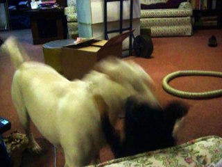 Big dog playing with a little dog