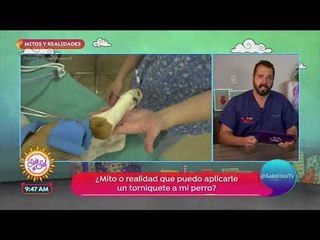 Mitos y realidades sobre accidentes en las mascotas | Sale el Sol