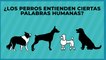 Tecnología y Ciencia | ¿Los perros entienden ciertas palabras humanas?