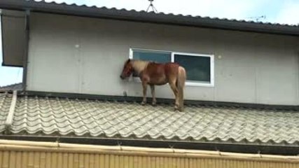 Internacional | Yegua se salva de morir en las inundaciones de Japón