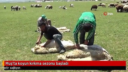 Muş'ta koyun kırkma sezonu başladı