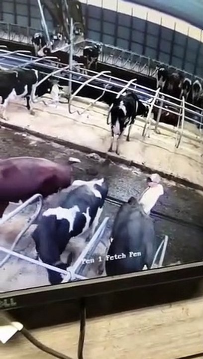 La vengeance d'une vache sur un fermier...