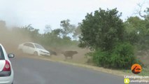 Quand une meute de lions vient chasser des buffles entre les voitures