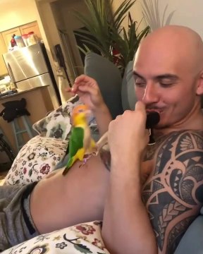 Quand ta perruche est jalouse d'une peluche... Adorable