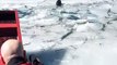 Sauvetage d'un chien pris au piège dans la glace ! Héros du jours