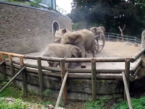 Des éléphants en colère c'est impressionnant...