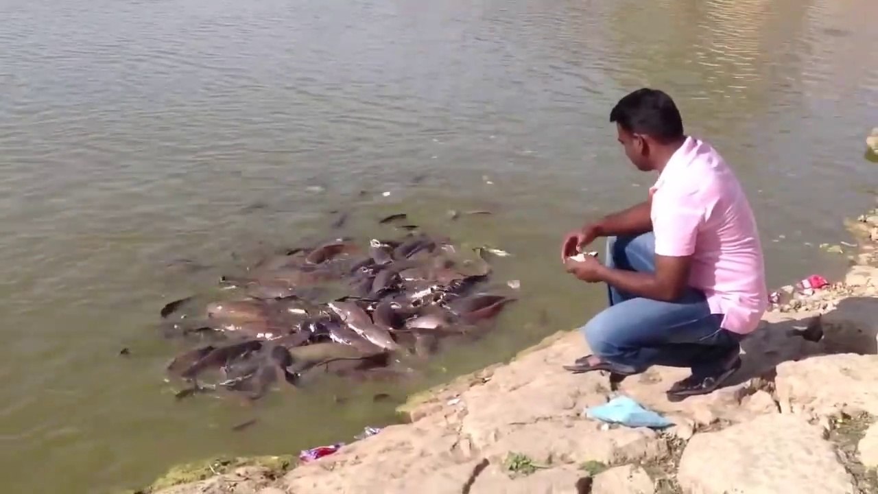 Des centaines de carpes sont au rendez-vous pour le repas