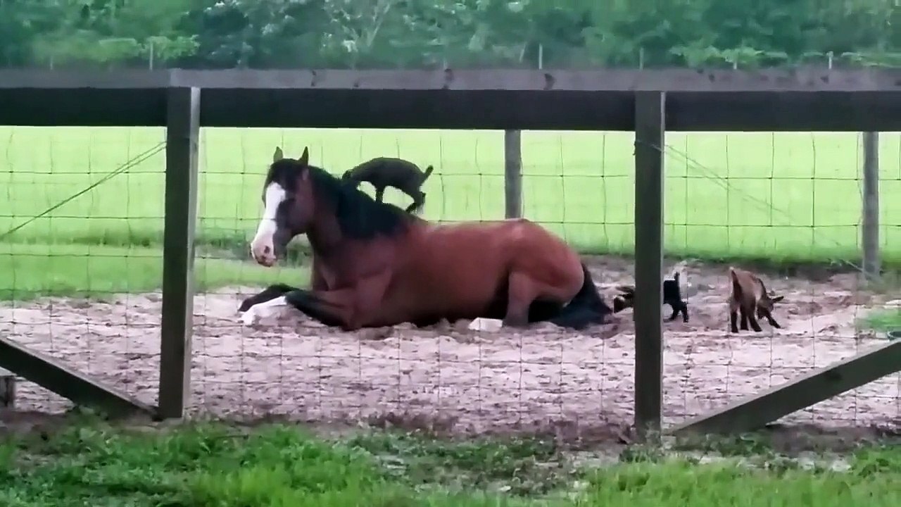 Ces bébés chèvres ont trouvé leur nouveau jeu préféré. Le dos du cheval