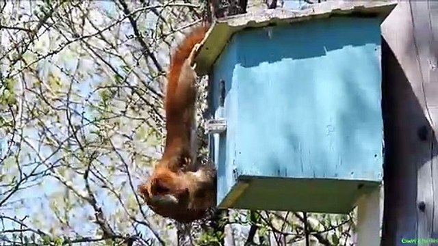 Cette maman écureuil a du mal à faire obéir son bébé qui veut sortir