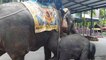 Heartbreaking moment a baby elephant collapses 'with exhaustion' while chained to mother giving rides to tourists