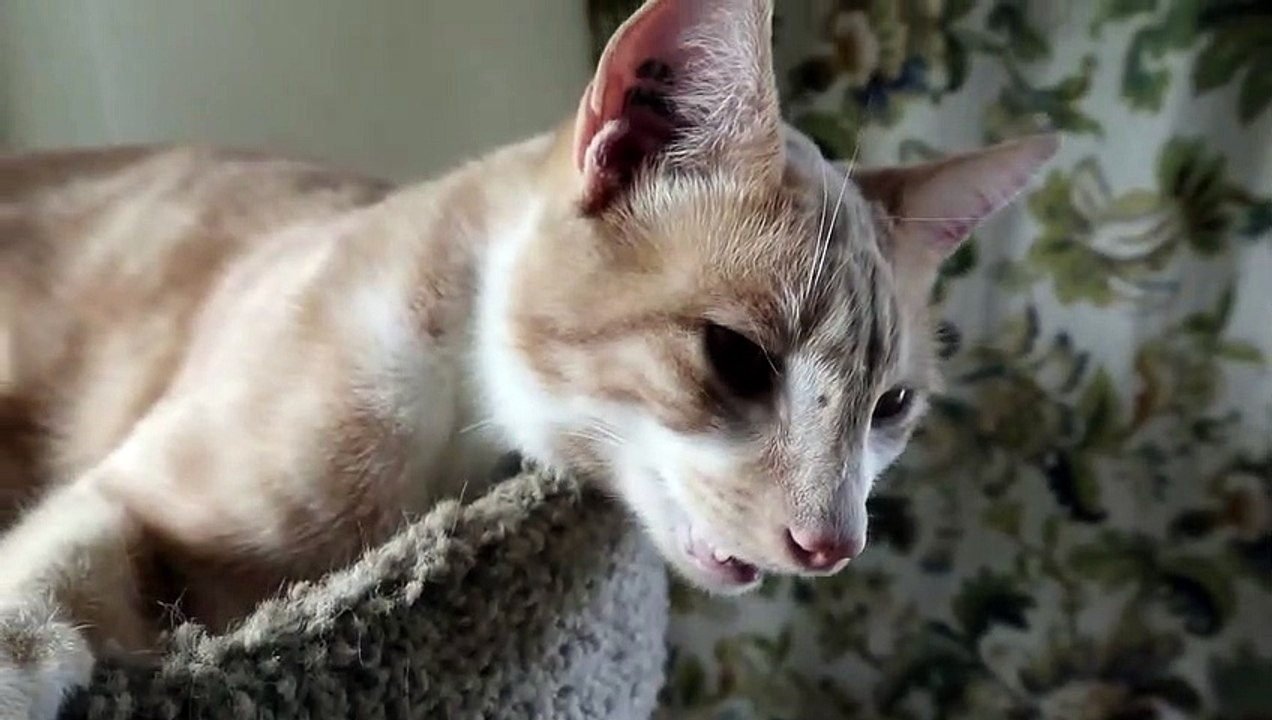 Le ronronnement de ce chat est flippant. Façon Predator