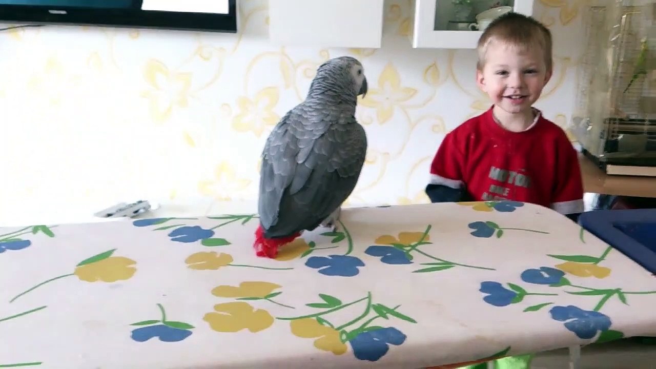 Grey_Parrot_and_Kids__