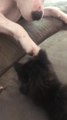 Adorable Kitten Plays with Confused Dog's Paw
