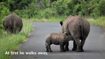 Un bébé Rhinocéros se fait charger par un adulte. Pauvre petit