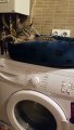 Ce chat va s'envoler ! Installé sur le lave linge