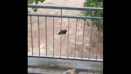 Tief "Axel": Hund von Hochwasser mitgerissen (Video)