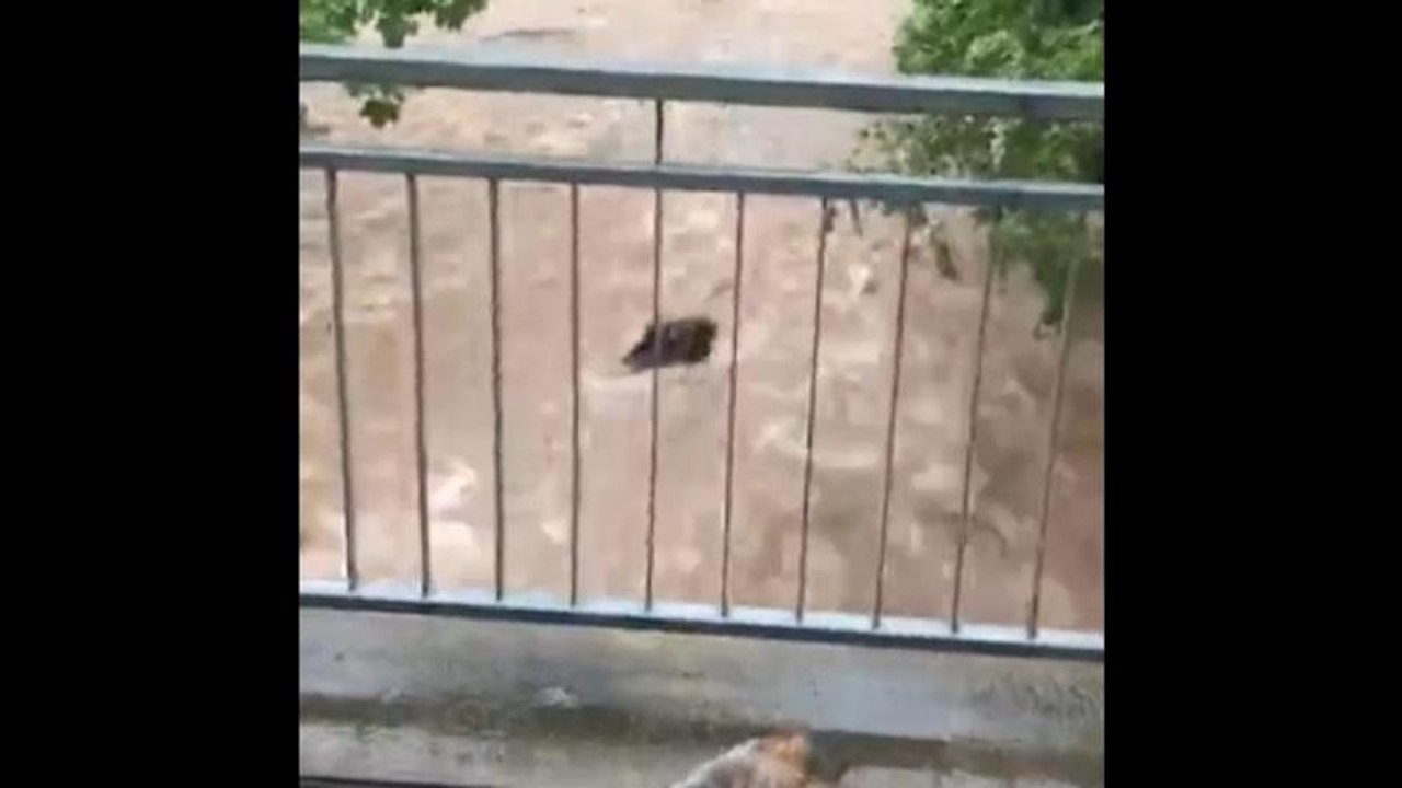 Tief 'Axel': Hund von Hochwasser mitgerissen (Video)
