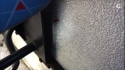 Internauta flagra barata dentro de Transcol em Vila Velha