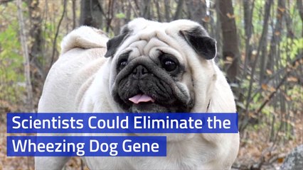 These Dogs Could Be Saved From Wheezing