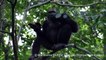 Chimpanzees Smash Tortoises And Eat Their Meat