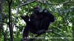 Chimpanzees Smash Tortoises And Eat Their Meat