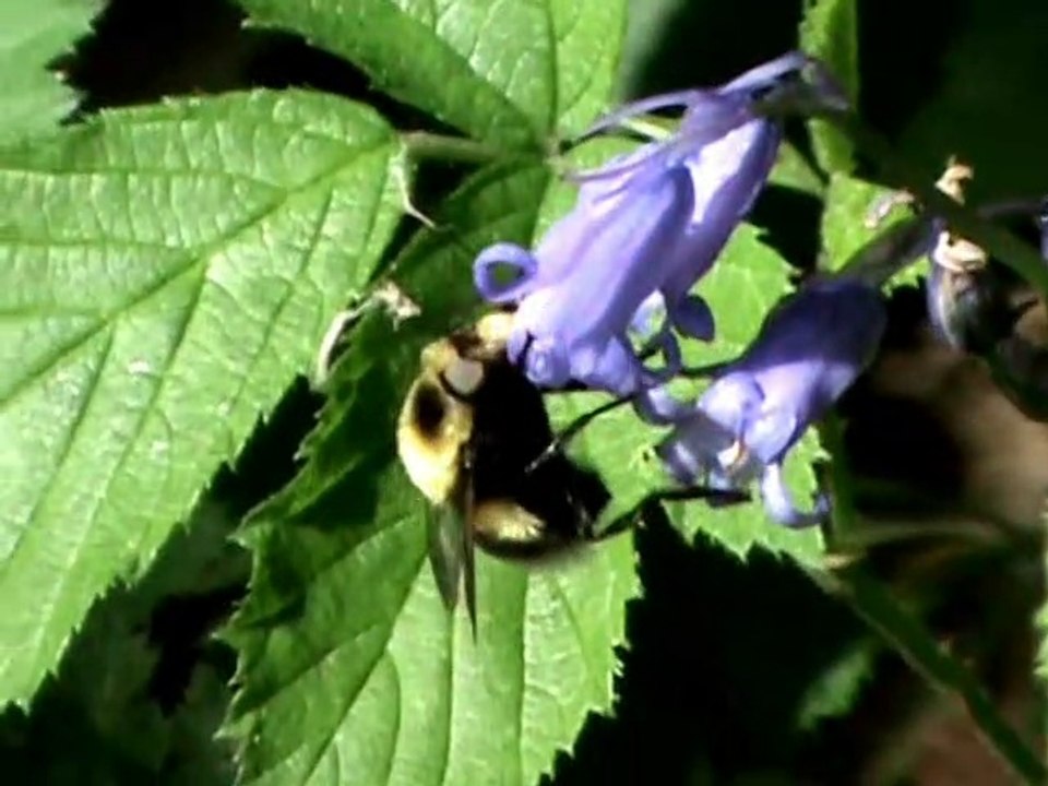 La volucelle bourdon;Volucella bombylans -
